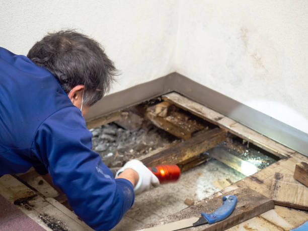 Mold Removal Process in Hollister, MO
