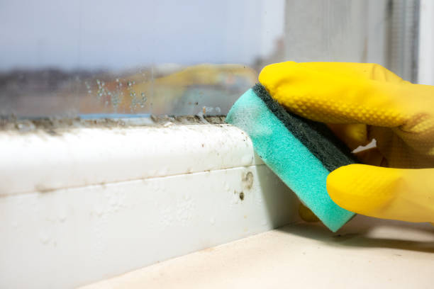 Best Commercial Mold Removal  in Hollister, MO
