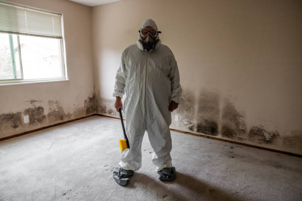 Professional Mold Removal in Hollister, MO