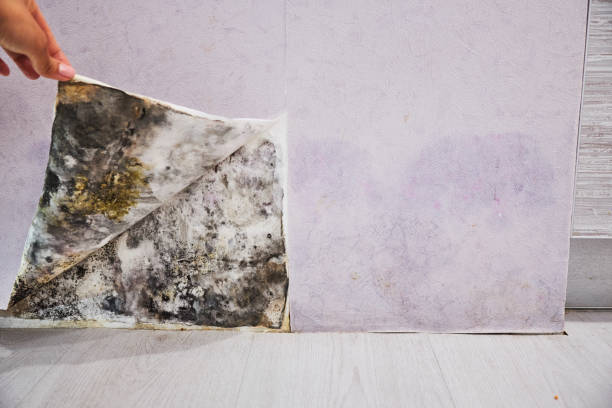 Mold Testing and Removal in Hollister, MO